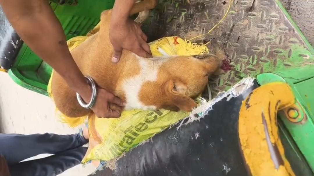 Asansol के हीरापुर में 8 कुत्तों को युवक ने खिलाया जहर: तीन की मौत, 2 की हालत गंभीर, तीन लापता